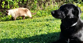 mathilde pet sitter à RIVES DU LOIR EN ANJOU 49140_1