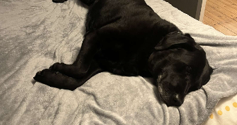 maelys pet sitter à Saint sulpice de Royan 17200_1