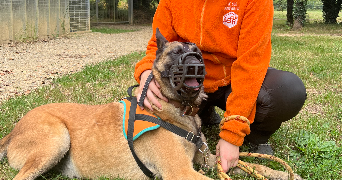 marianne pet sitter à PLOEREN 56880_1