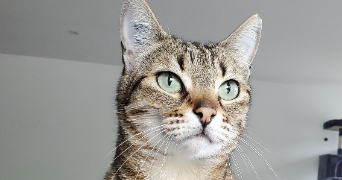 laetitia pet sitter à THONON LES BAINS 74200_1