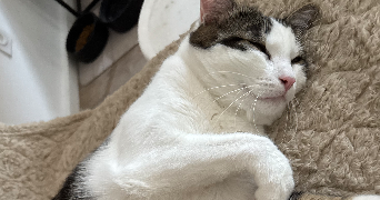 léana pet sitter à BOURGOIN JALLIEU 38300_1