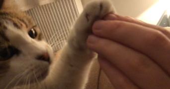 pierre pet sitter à BOULOGNE BILLANCOURT 92100_6