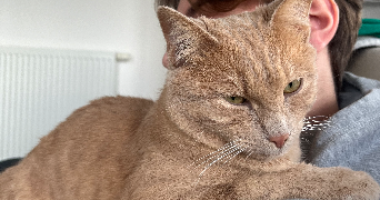 lea pet sitter à Montlouis sur Loire 37270_7