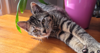 anaïs  pet sitter à VIEIL HESDIN 62770_6