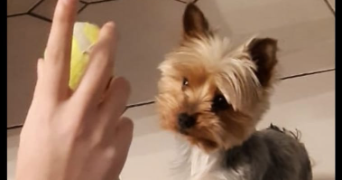 léa pet sitter à MERIEL 95630_2