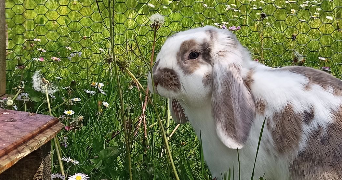 camille pet sitter à ST MARTIN D HERES 38400_3