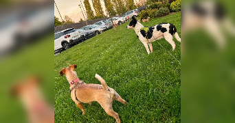 anaelle pet sitter à LIVRY GARGAN 93190_4