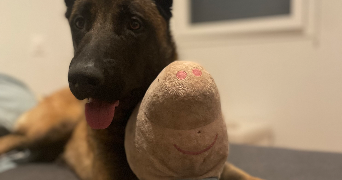 aude pet sitter à L'union 31240_4