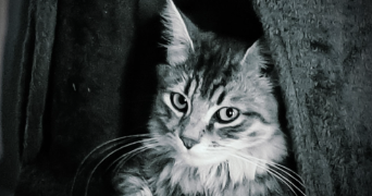 isabelle pet sitter à BOULAZAC ISLE MANOIRE 24330_2