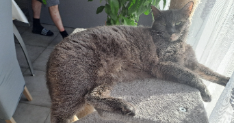 stacie pet sitter à MONTESCOURT LIZEROLLES 02440_2