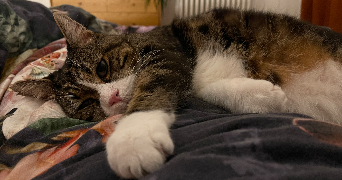 claire pet sitter à HOUILLES 78800_2