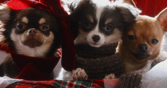 oceane pet sitter à SEVRIER 74320_7