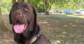 amélie pet sitter à BOURGES 18000_1