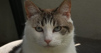 zia cat sitter à ST PEE SUR NIVELLE 64310_0