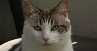 zia cat sitter à ST PEE SUR NIVELLE 64310