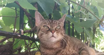 alice pet sitter à GRENOBLE 38000