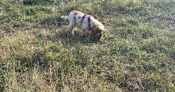cora pet sitter à ST JEAN DE VEDAS 34430_1