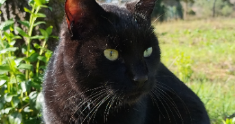 aurélie pet sitter à Dreux 28100_7