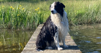 lucie pet sitter à LIMOGES 87000_1