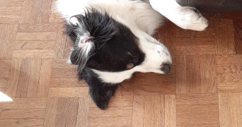 Sonja pet sitter à MASSY 91300_0