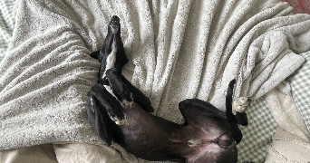 jeanne pet sitter à RENNES 35000_9