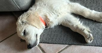 agathe pet sitter à OFFRANVILLE 76550_3