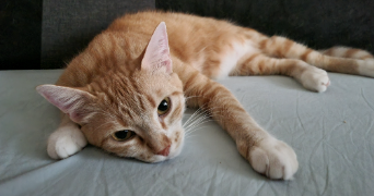 yana pet sitter à VARS SUR ROSEIX 19130_1