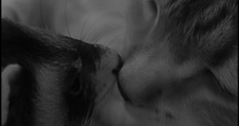 camille pet sitter à RIVIERE SAAS ET GOURBY 40180_9