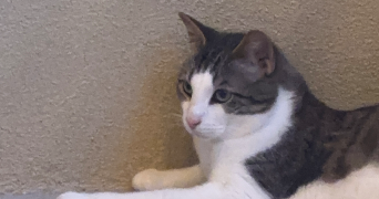 kylian pet sitter à HYERES 83400_2