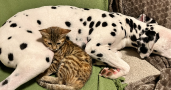 inès pet sitter à RENNES 35000_4