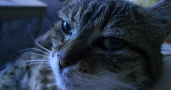 emilie pet sitter à MELUN 77000_2