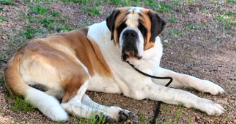 etienne dog sitter à MOULINS ENGILBERT 58290_6