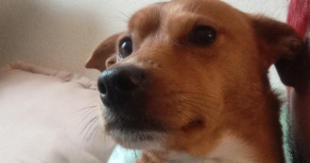 louison pet sitter à DARDILLY 69570_2