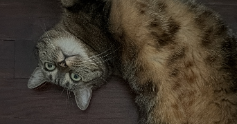 zaineb pet sitter à THIONVILLE 57100_2