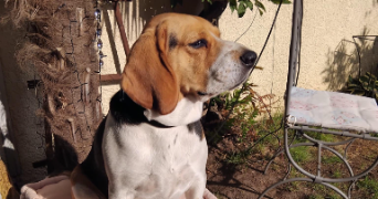 valerie pet sitter à RAMBOUILLET 78120_9