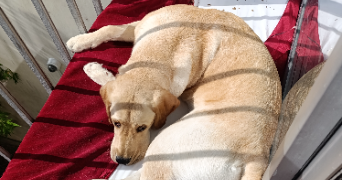 sophie pet sitter à PARIS 15 75015_3