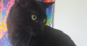 soary pet sitter à AMIENS 80000_6