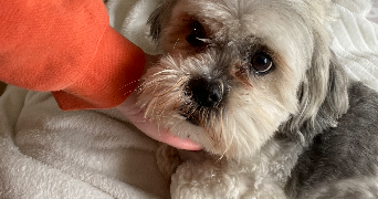 eva pet sitter à PESSAC 33600_2