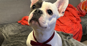 sarah pet sitter à LONS LE SAUNIER 39000_2