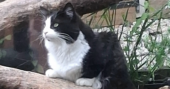 sabine pet sitter à IGNY 91430_1