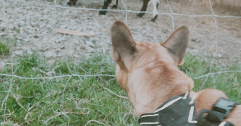 méli pet sitter à CHALLANS 85300_6