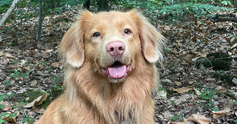 anne-meï pet sitter à ST GERMAIN EN LAYE 78100_5