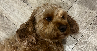 lisa pet sitter à BLOIS 41000_3