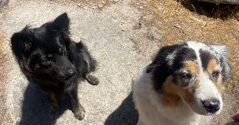 rivière pet sitter à LIANCOURT 60140_1