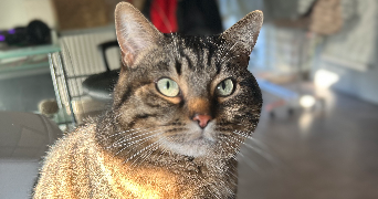 manon pet sitter à VILLENEUVE LES AVIGNON 30400_1