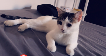 stanislas pet sitter à LE COTEAU 42120_4