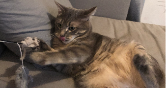 maxime pet sitter à TOULOUSE 31300_1