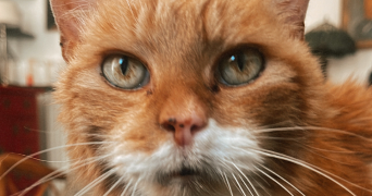 gina pet sitter à NICE 06000_4