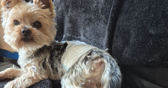 héloïse pet sitter à Pessac 33600_1