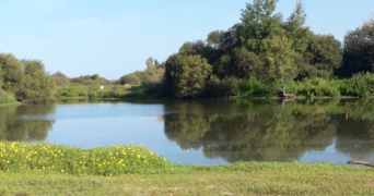 anne-sophie pet sitter à LA CHEVROLIERE 44118_5